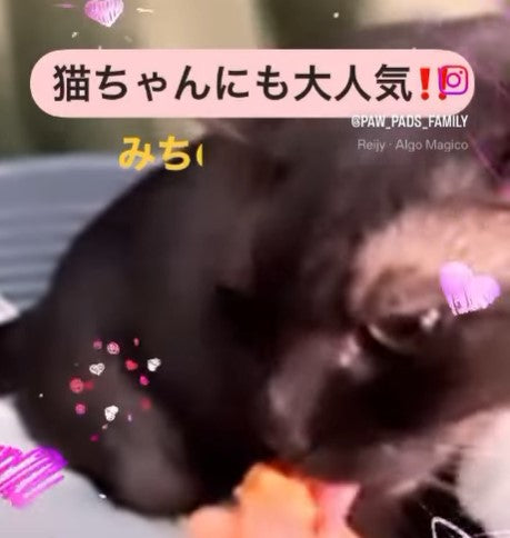 You Tubeチャンネル開設！！ワンちゃん、ネコちゃんがおやつをパクパク食べてます。