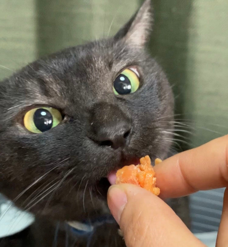 ネコちゃんに大好評！！食いつき抜群おいしい銀鮭♪