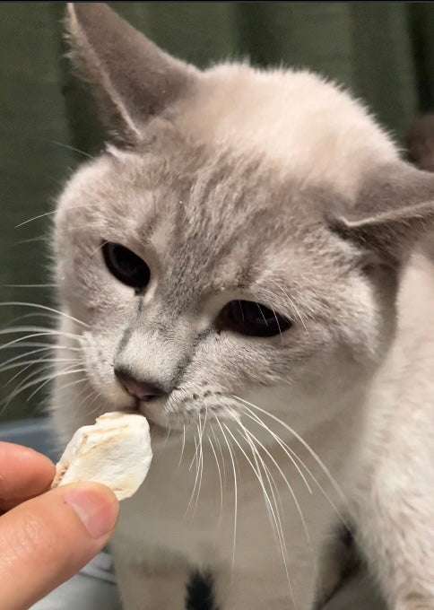 わんちゃん、ねこちゃんのお魚のおやつを探している方へ