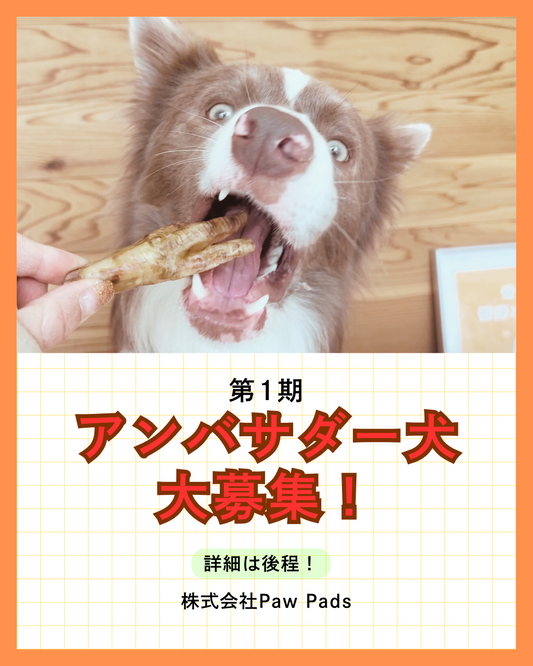 第1期アンバサダー犬大募集！！