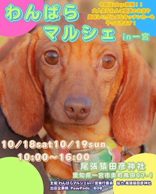 今週の出店情報